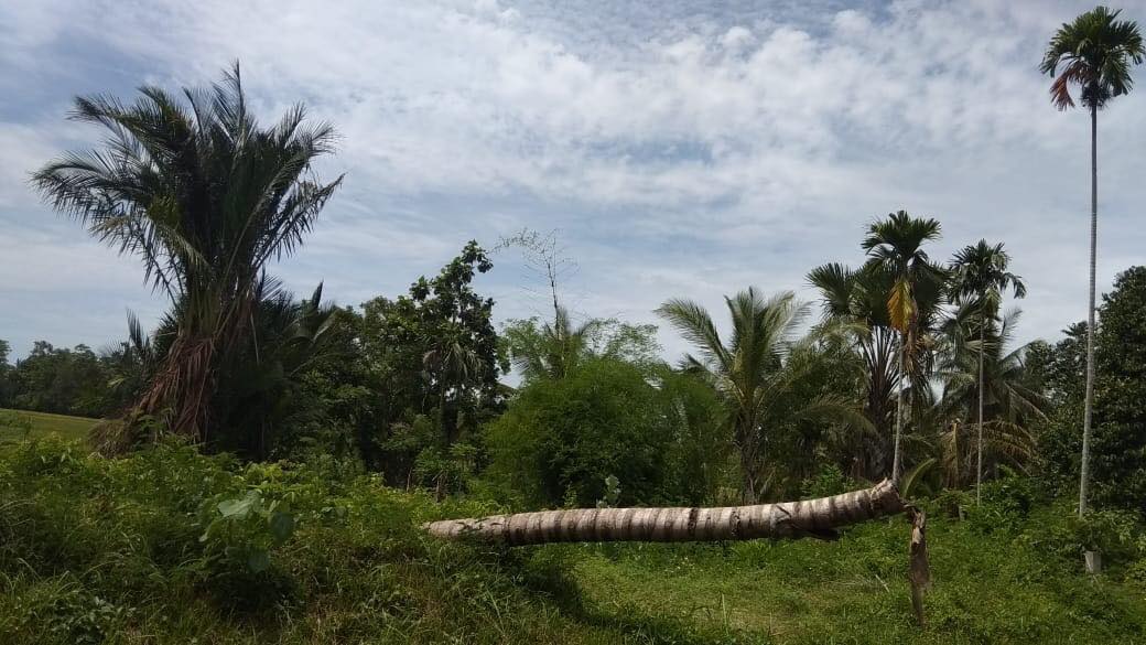 Agen Bola Panas di Sawah dan Kebun Warga