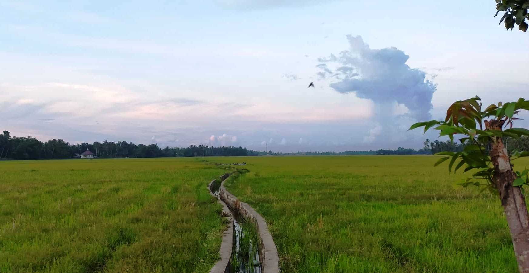 271 Petani di Gampong Bangkeh Dapat Sawah Baru
