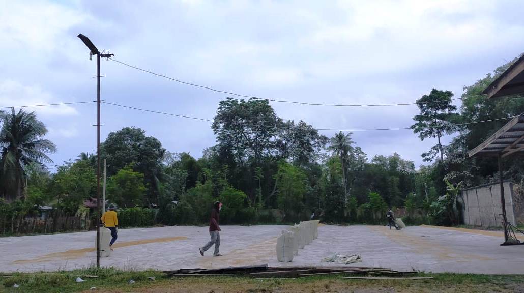 Harga Beras Turun, Sebagian Pengusaha Kilang Padi di Pidie Stop Pembelian Gabah