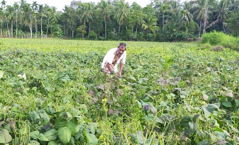 Kacang Hijau di Blang Ie Delima